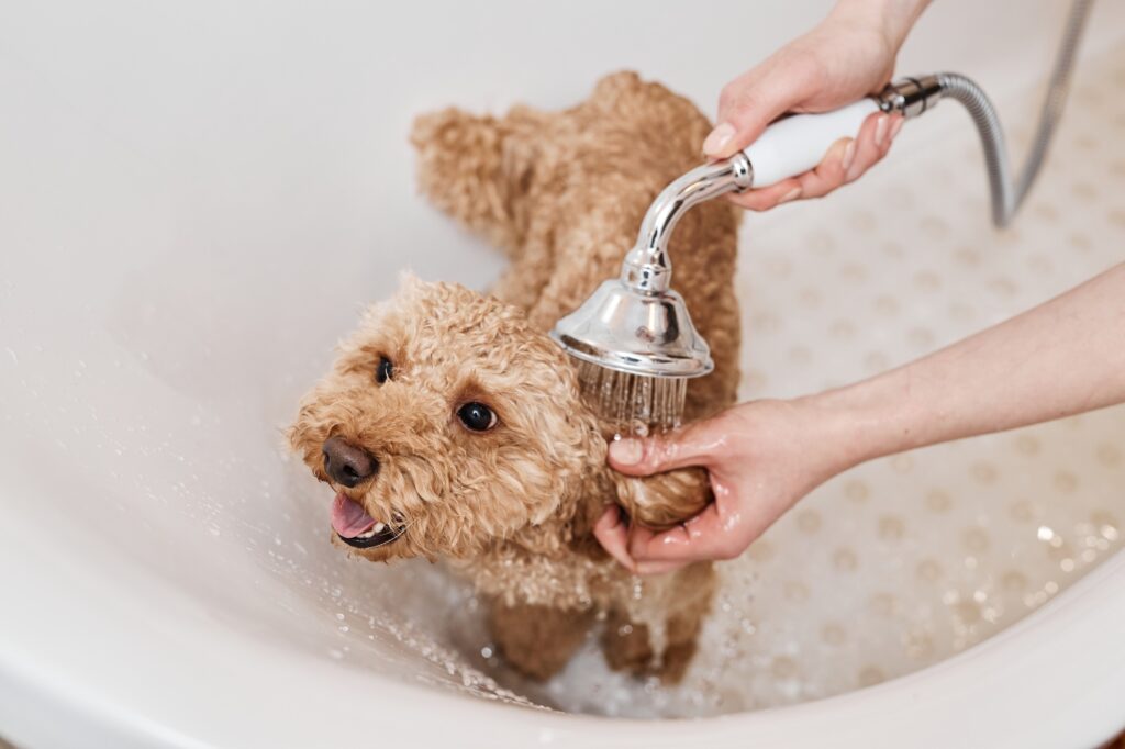 Cute Maltipoo dog being bathed in a tub, with water spray from a handheld showerhead, highlighting pet care and cleanliness.