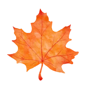 Watercolor illustration of an orange maple leaf. Autumn leaf on a black background. Fall foliage in Oviedo, FL.